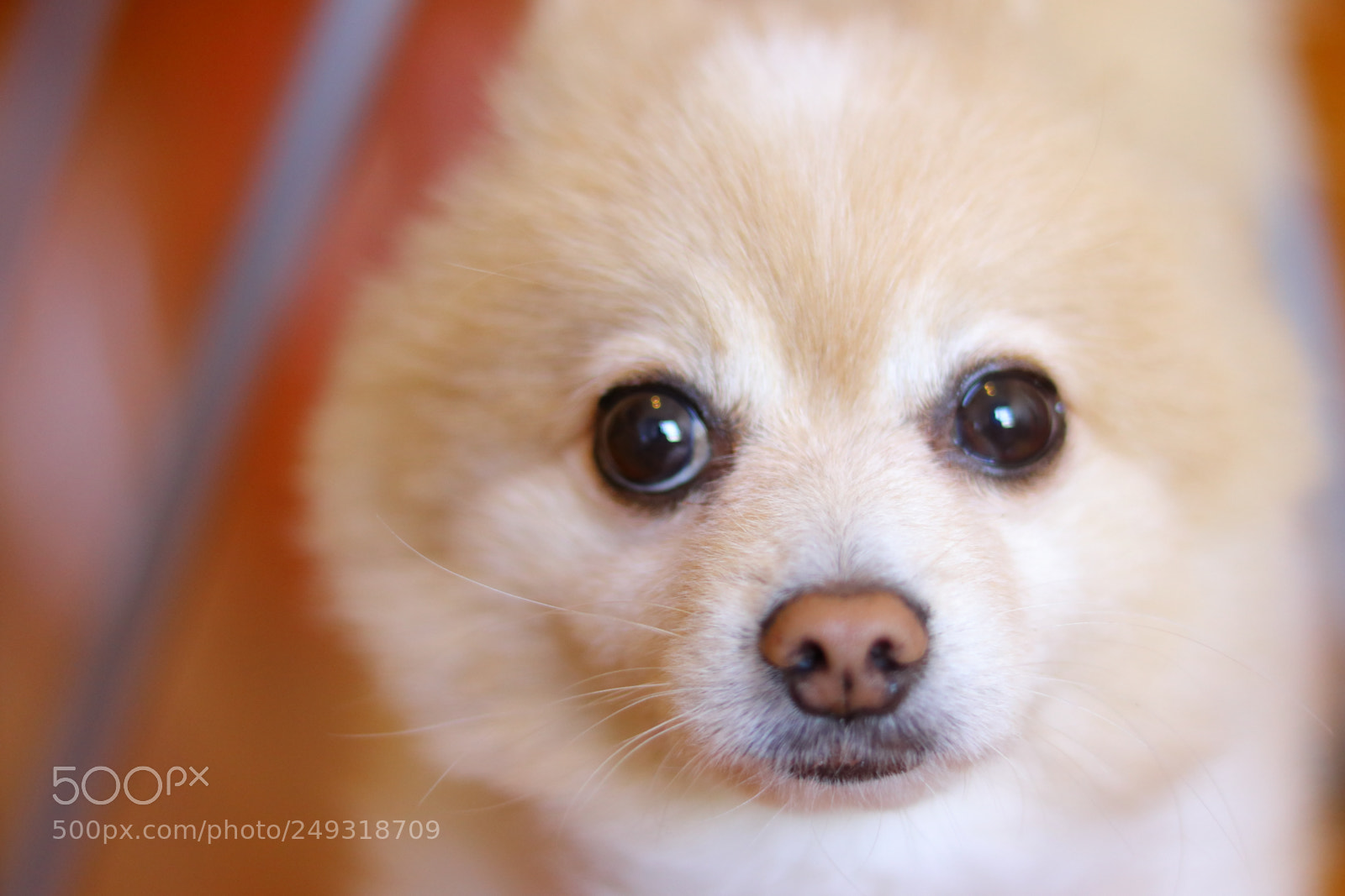 Canon EOS 77D (EOS 9000D / EOS 770D) + Canon EF 50mm F1.8 STM sample photo. Innocent eyes photography