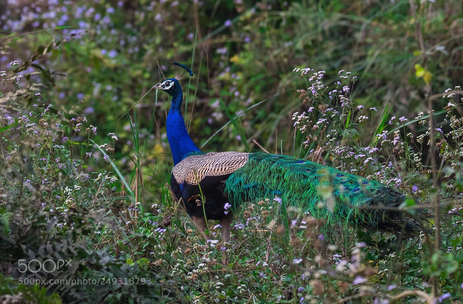 Canon EOS 7D Mark II sample photo. Indian peafowl photography