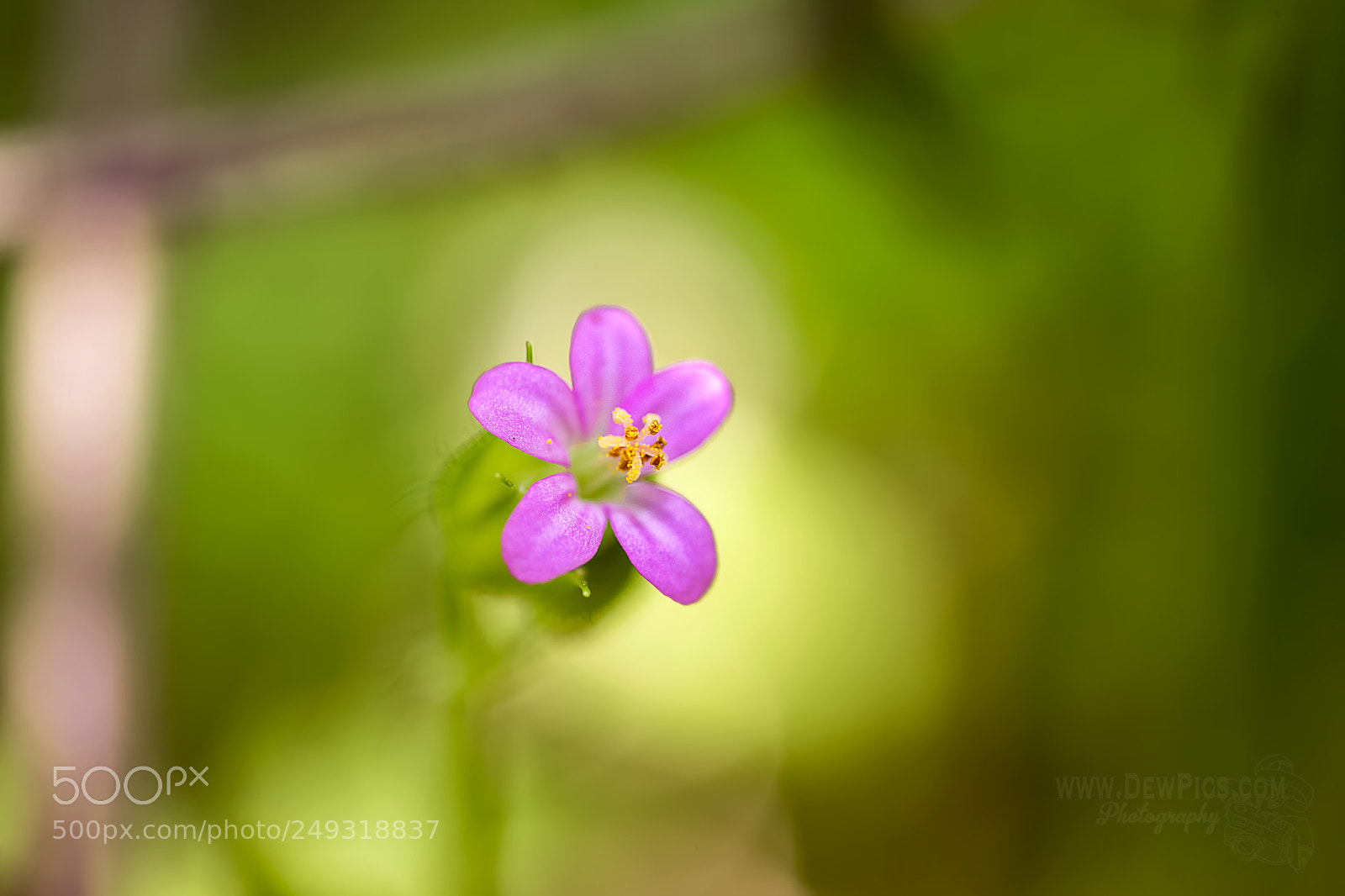 Canon EOS-1D X sample photo. Spring model photography