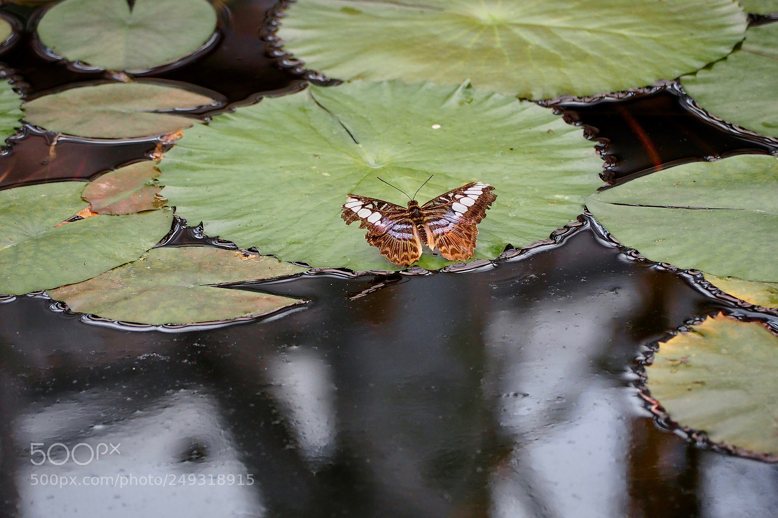 Olympus OM-D E-M5 II sample photo. Lilly pad visitor photography