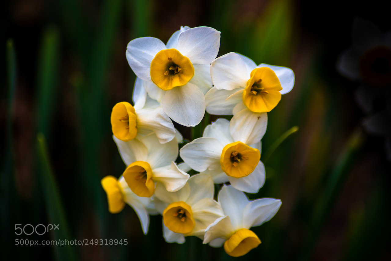 Nikon D810 sample photo. Narcissus photography