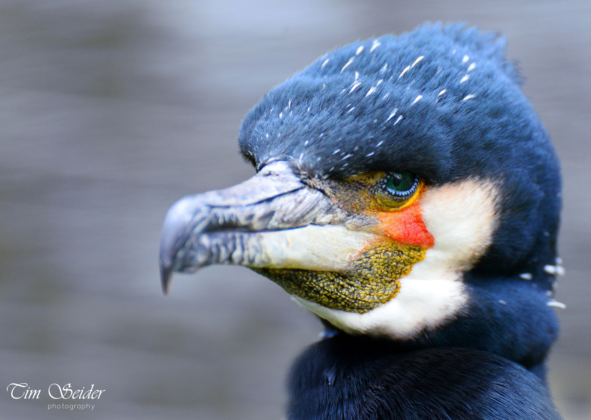 Nikon D610 sample photo. Cormorant portrait photography