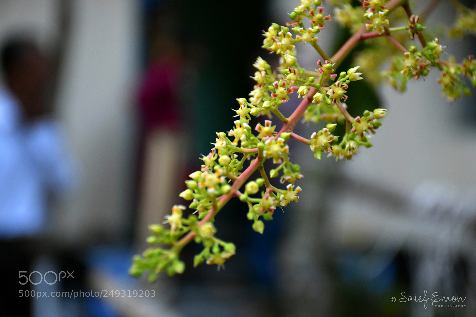 Nikon D7200 sample photo. Mango blossom photography