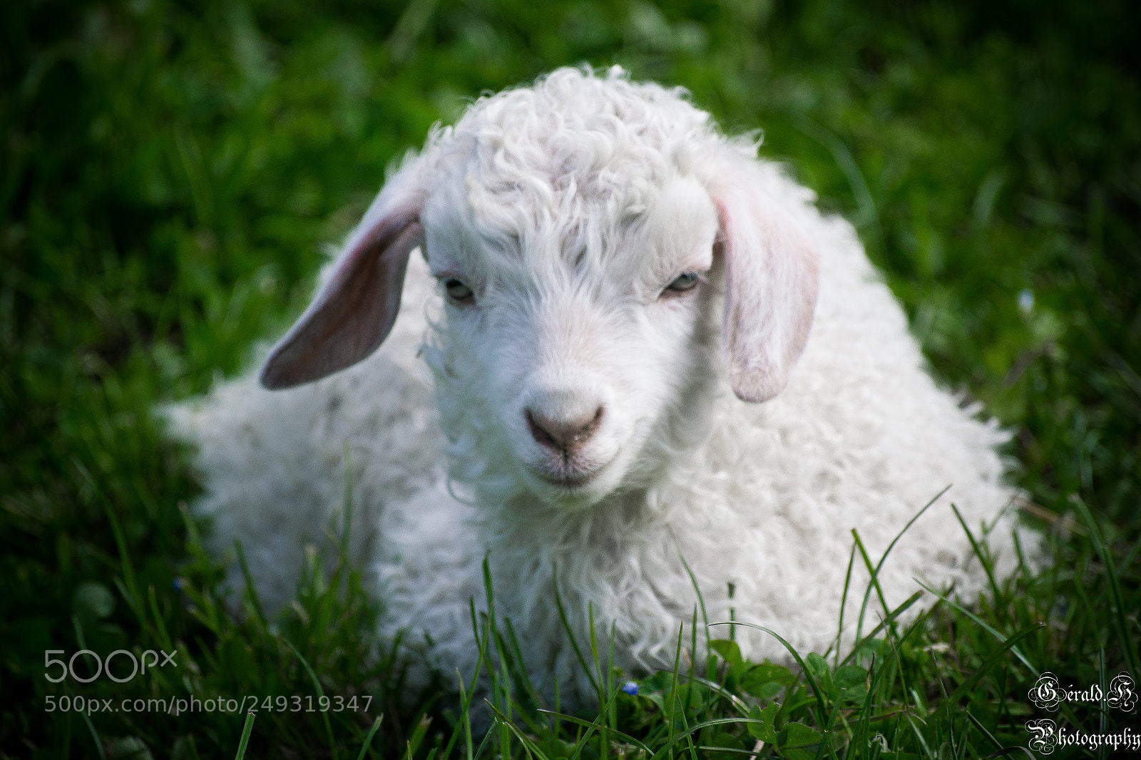Nikon D3100 sample photo. Petite chèvre angora photography