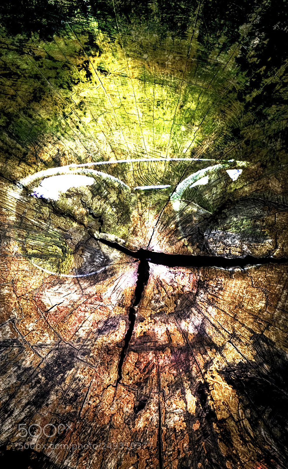 Nikon D3100 sample photo. The tree face photography