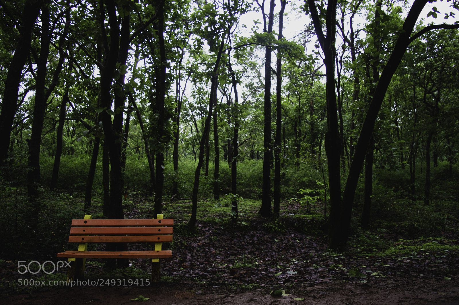 Nikon D3200 sample photo. Monsoon greens photography