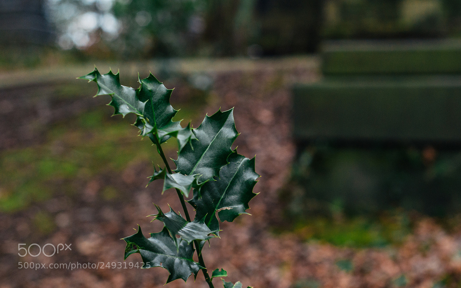 Nikon D7000 sample photo. Cemetery walk photography