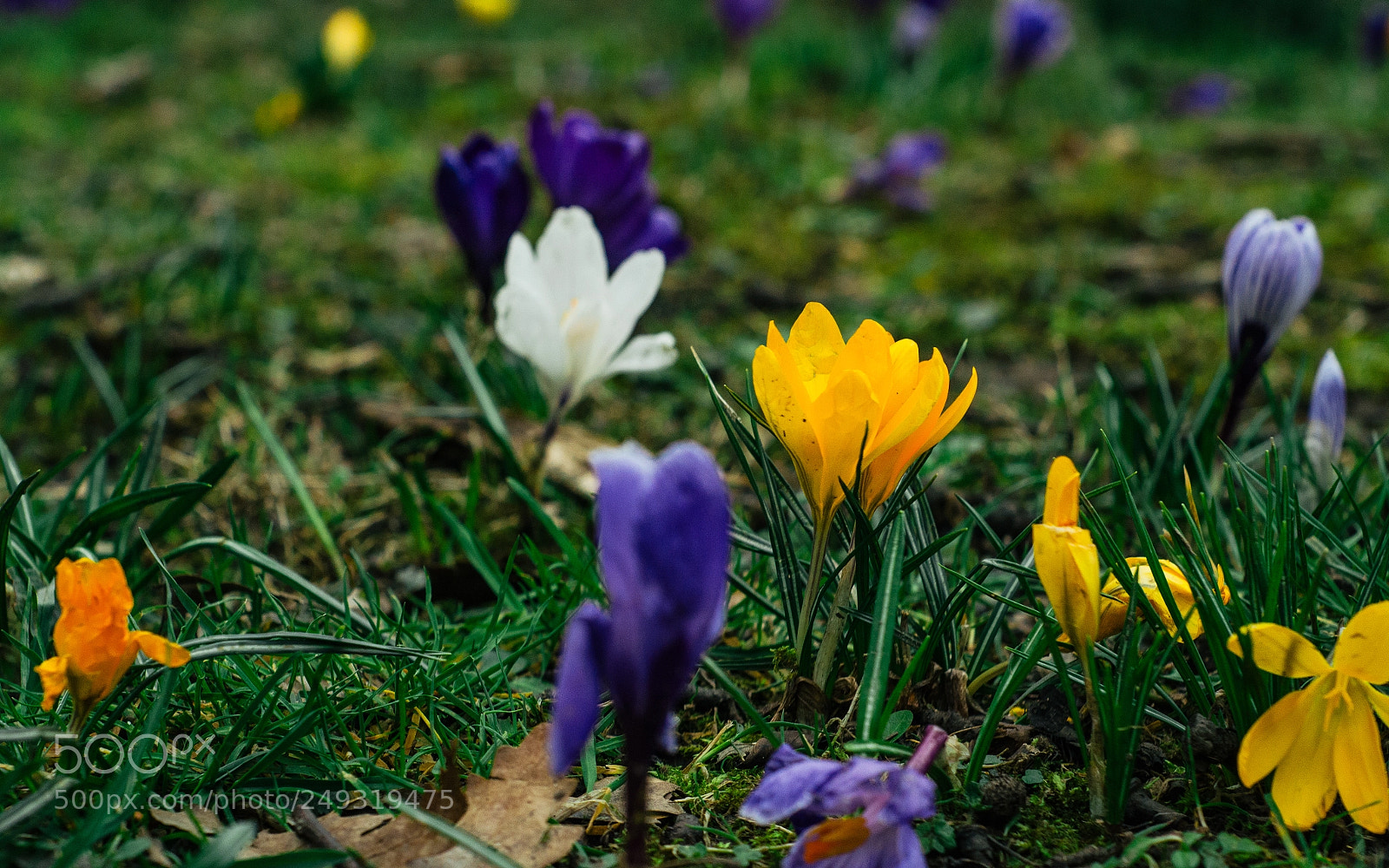 Nikon D7000 sample photo. Cemetery walk photography