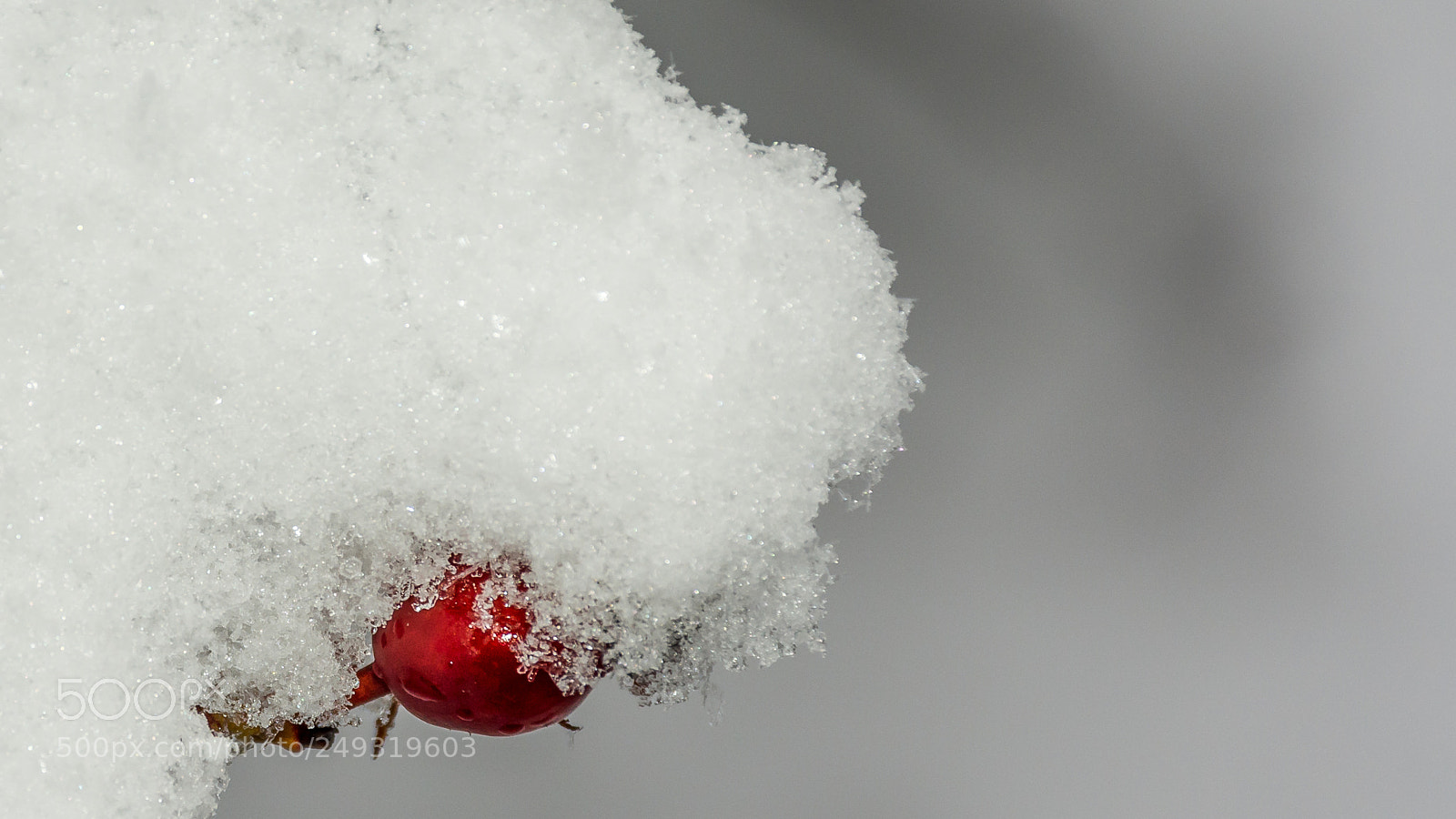Nikon D7200 sample photo. Snowcovered wild briar photography