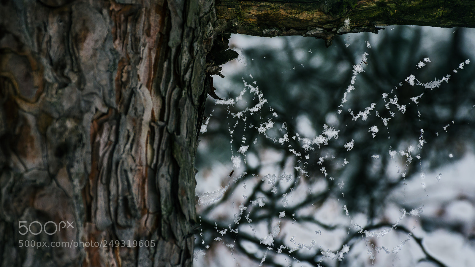 Nikon D7200 sample photo. Snowcovered spider's web photography