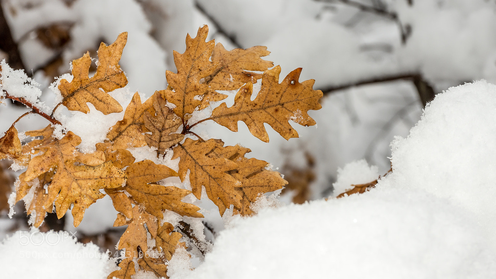 Nikon D7200 sample photo. Autumn leaves surviving winter photography