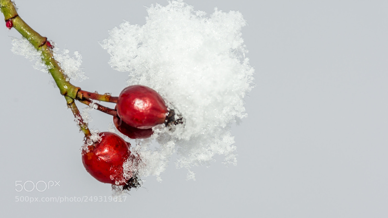 Nikon D7200 sample photo. Red and white photography