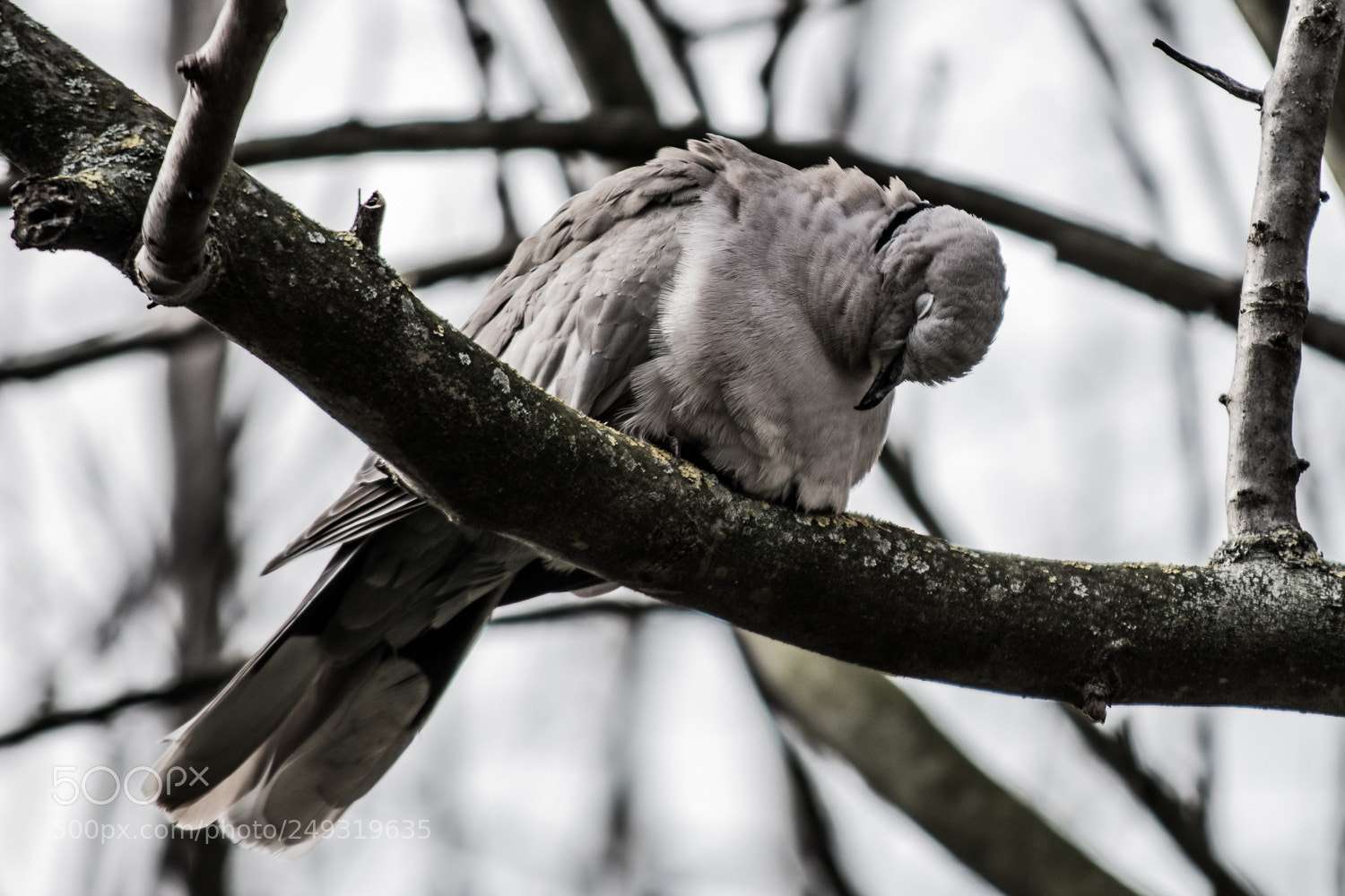 Nikon D5500 sample photo. La bella addormentata photography