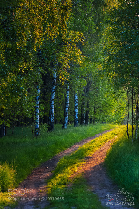 Nikon D700 sample photo. Summer road photography