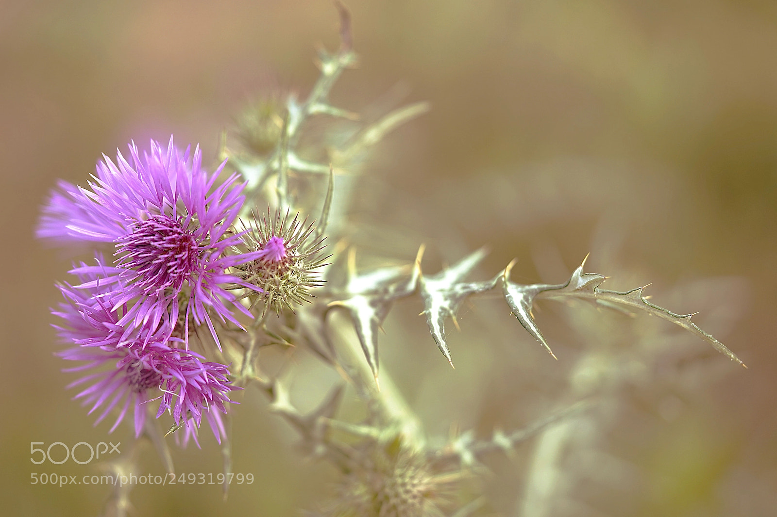 Sony a7 sample photo. Copie+ photography