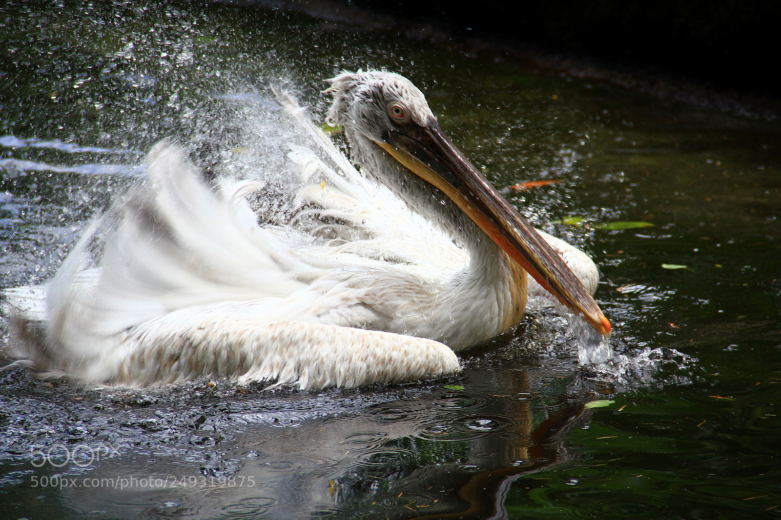 Canon EOS 550D (EOS Rebel T2i / EOS Kiss X4) sample photo. The pelican in tutu photography