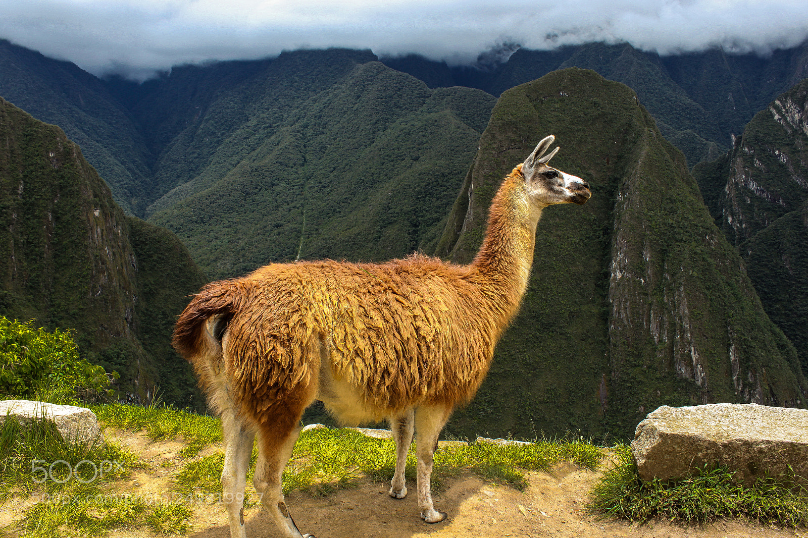Canon EOS 500D (EOS Rebel T1i / EOS Kiss X3) sample photo. Inquilino de machu pichu photography