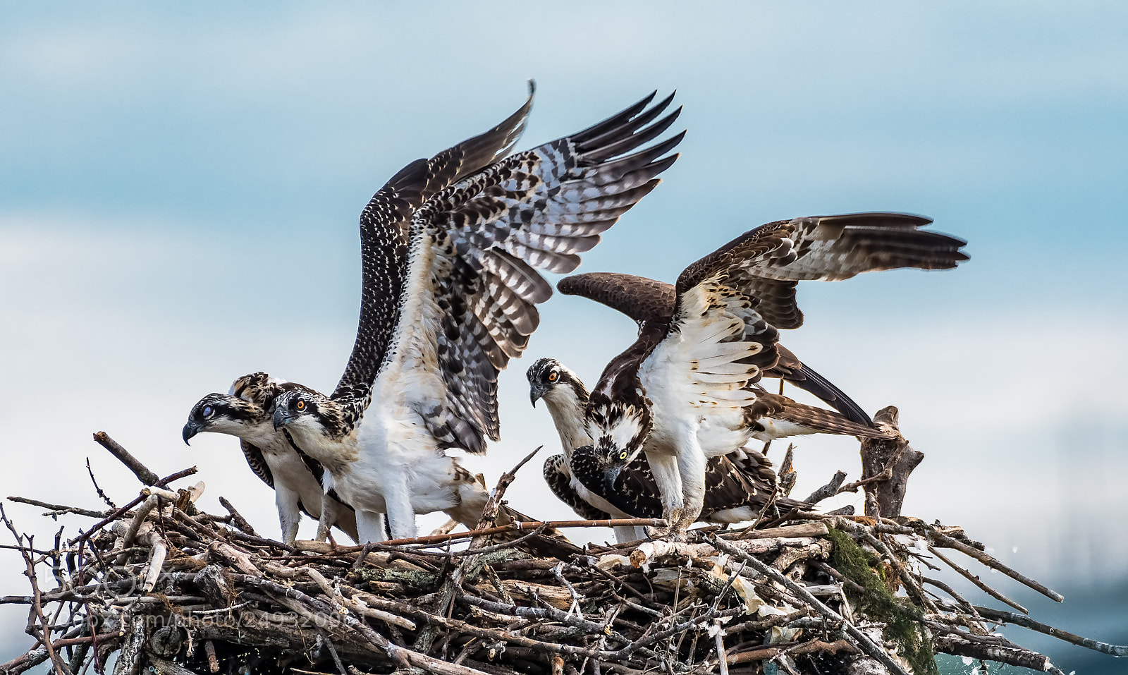 Nikon D500 sample photo. Lesson on flying photography