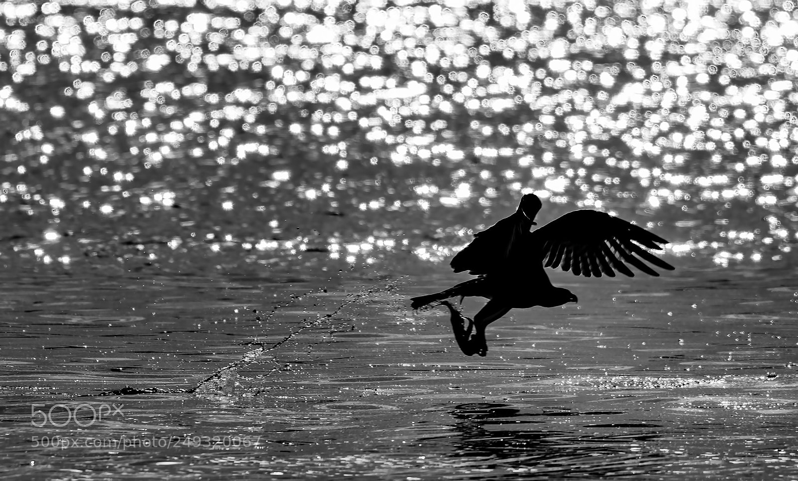 Nikon D500 sample photo. Osprey shadow photography