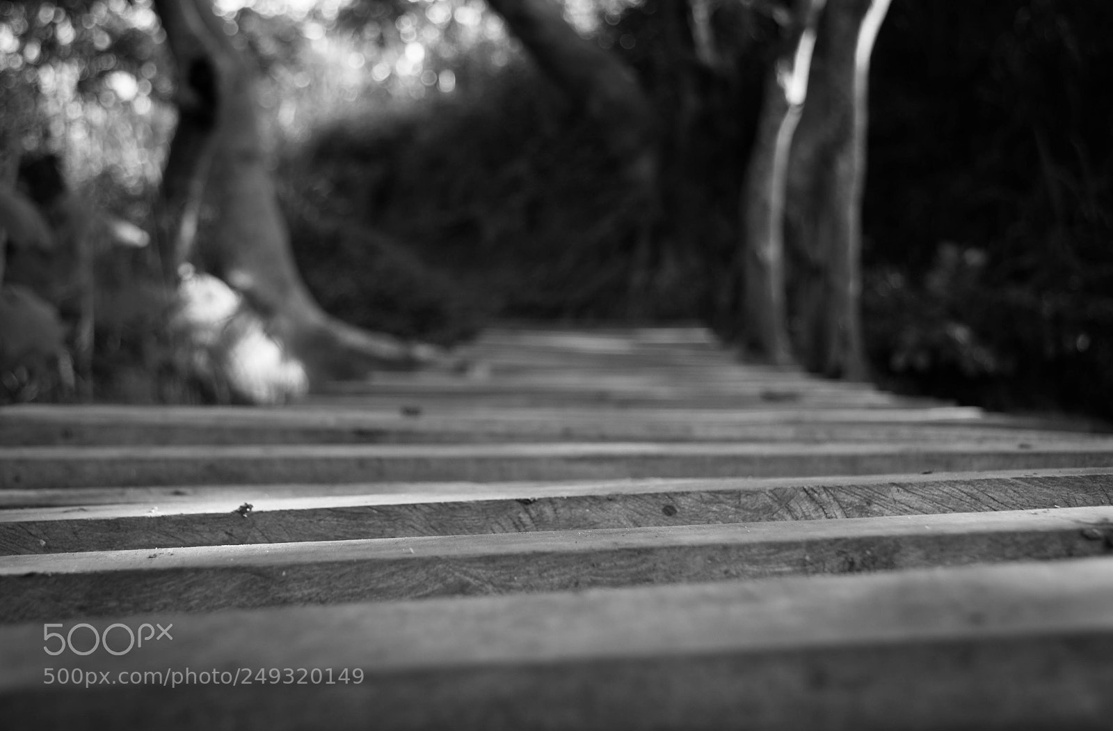 Nikon D3100 sample photo. Walk photography