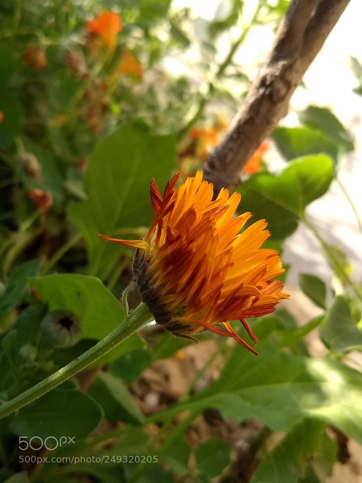 Motorola Moto G (5) Plus sample photo. Untitled photography