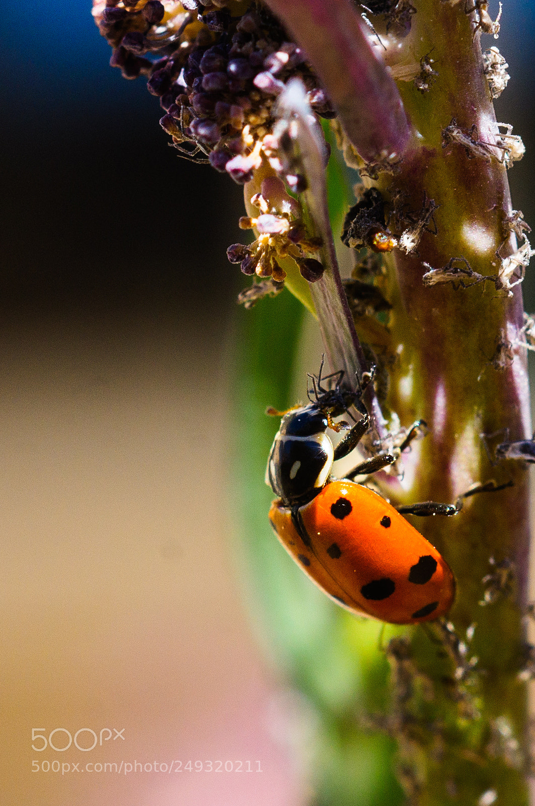Sony SLT-A57 sample photo. Feast for a lady photography