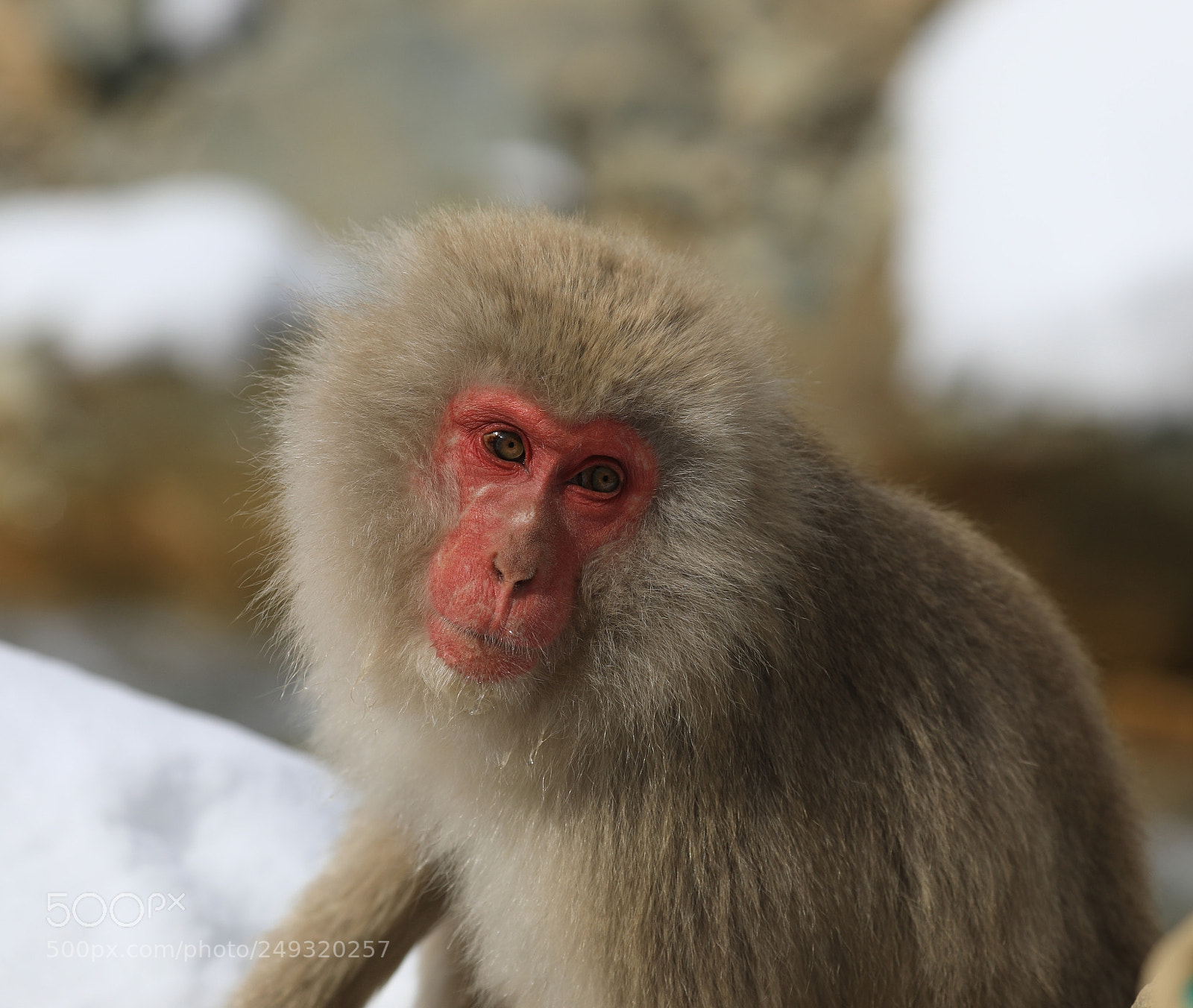 Canon EOS 5D Mark IV sample photo. Snow monkey au japon photography