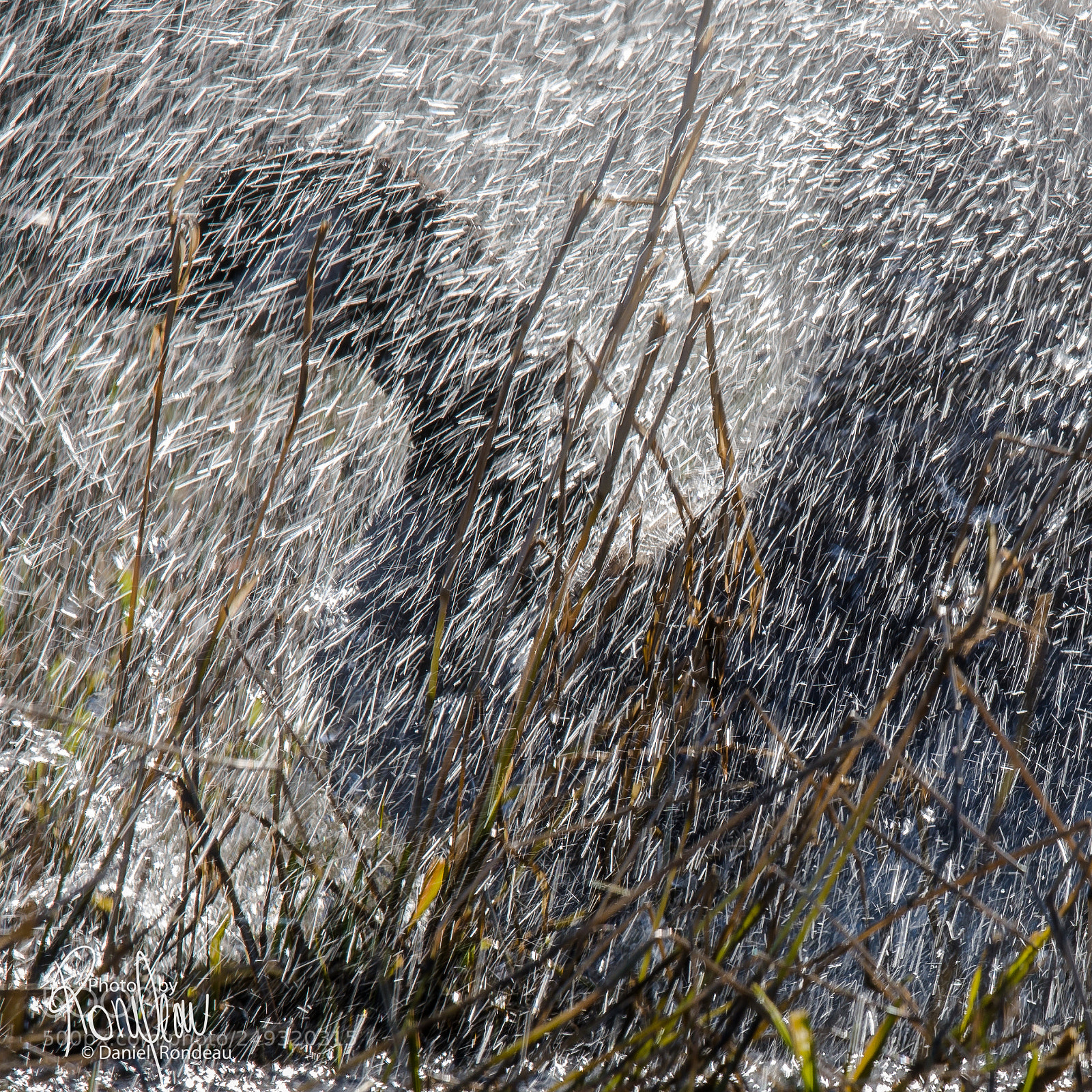 Nikon D7200 sample photo. Canada goose shower photography