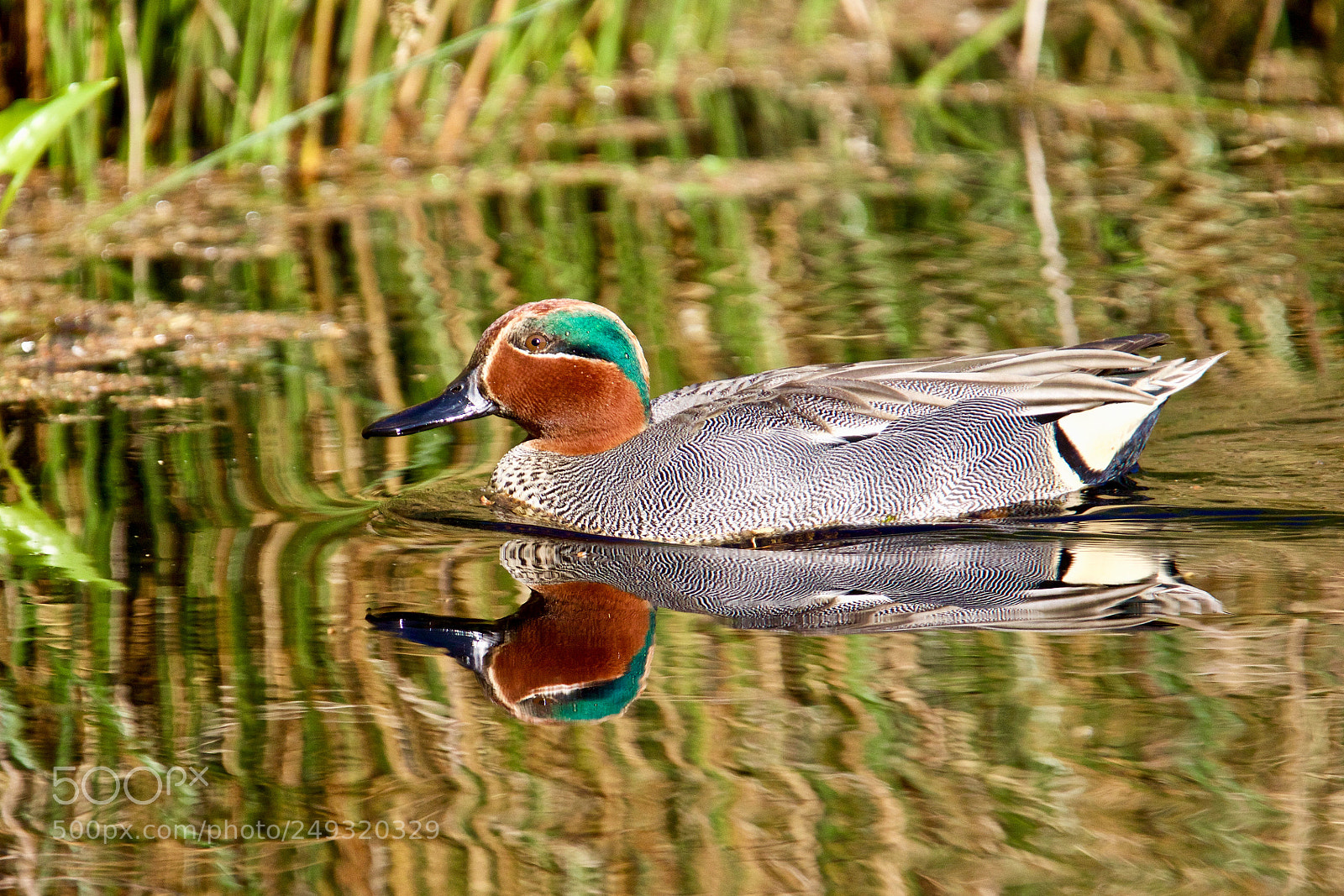 Canon EOS 7D Mark II sample photo. Common teal - wintertaling photography