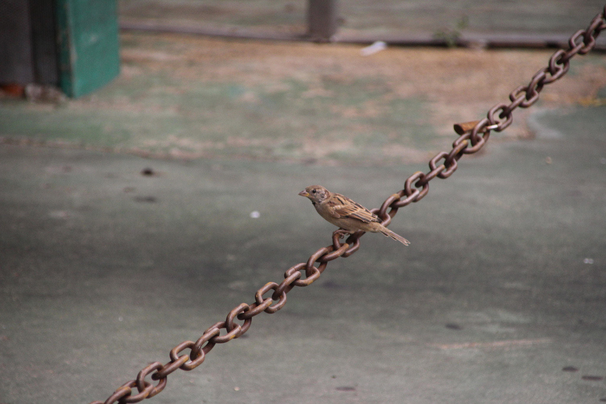 Canon EOS 700D (EOS Rebel T5i / EOS Kiss X7i) + Canon TS-E 90mm F2.8 Tilt-Shift sample photo. Chain photography