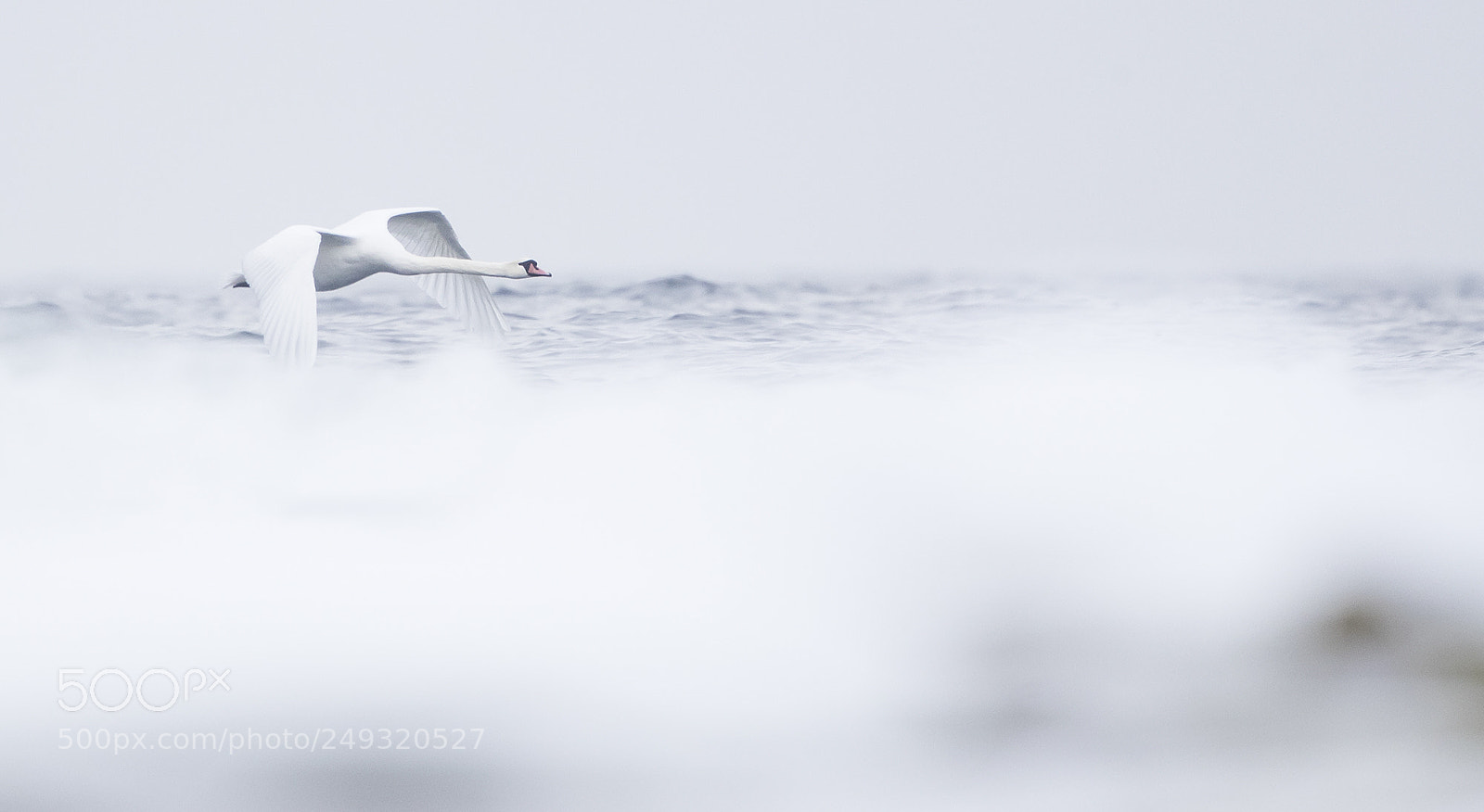 Canon EOS-1D X Mark II sample photo. Mute swan photography