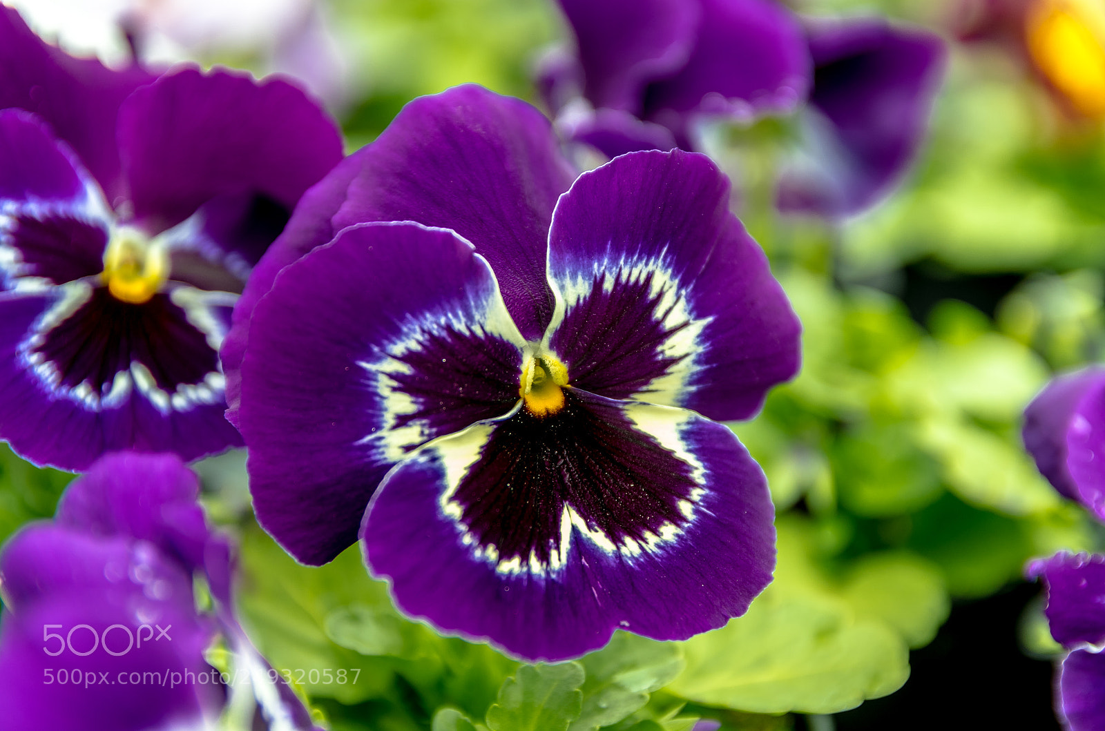 Pentax K-50 sample photo. Purple is the color photography