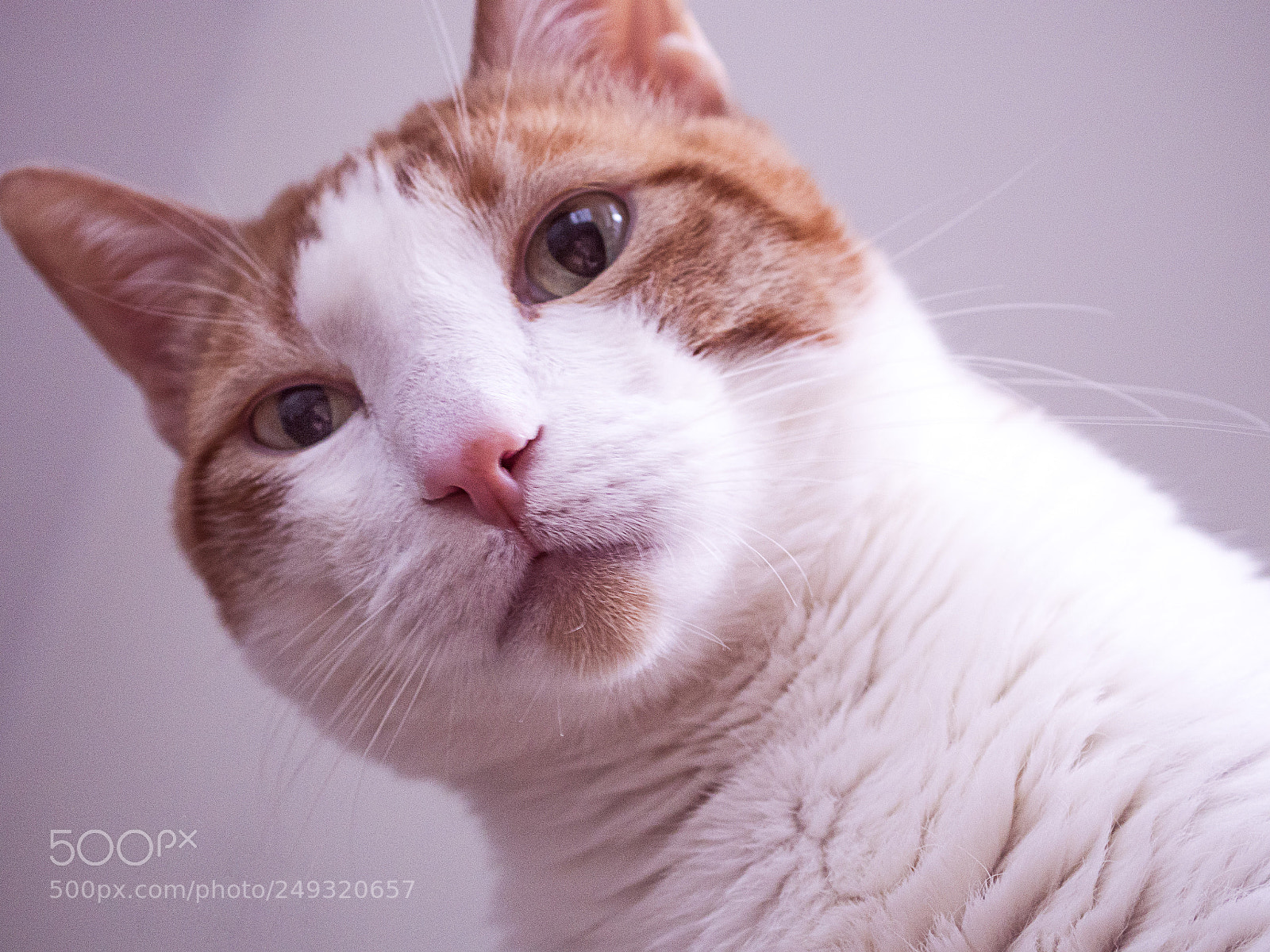 Olympus PEN-F sample photo. Buzz photography