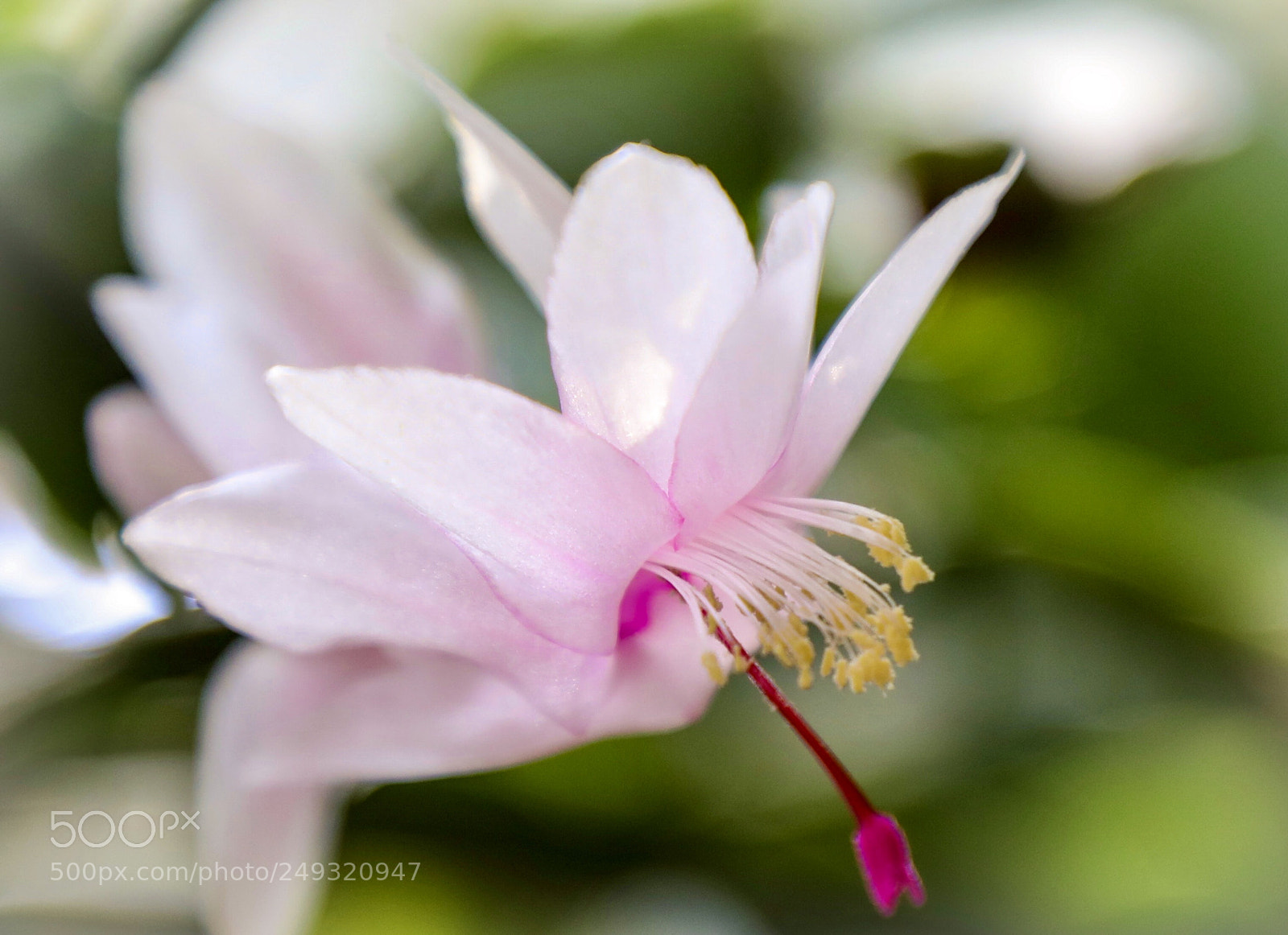 Canon EOS 5D Mark IV sample photo. Blooming photography
