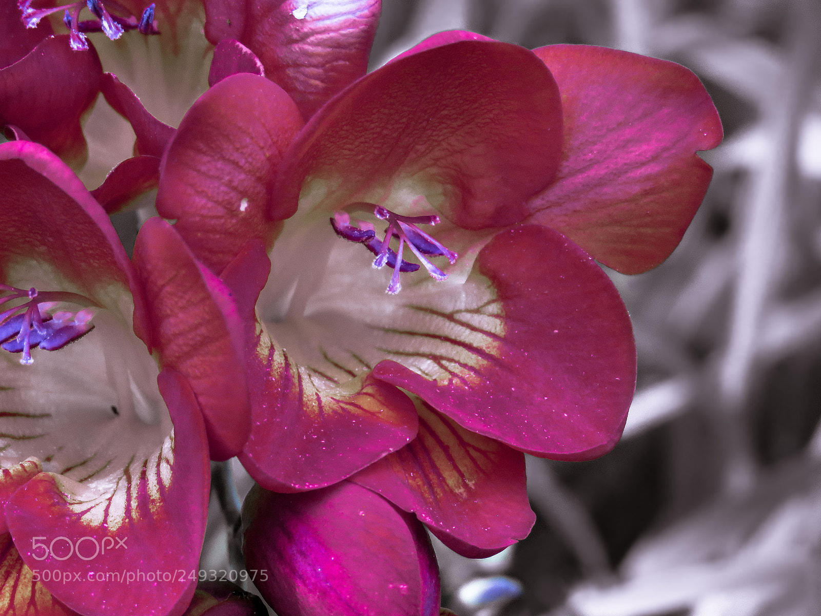 Canon PowerShot SX60 HS sample photo. Purple photography
