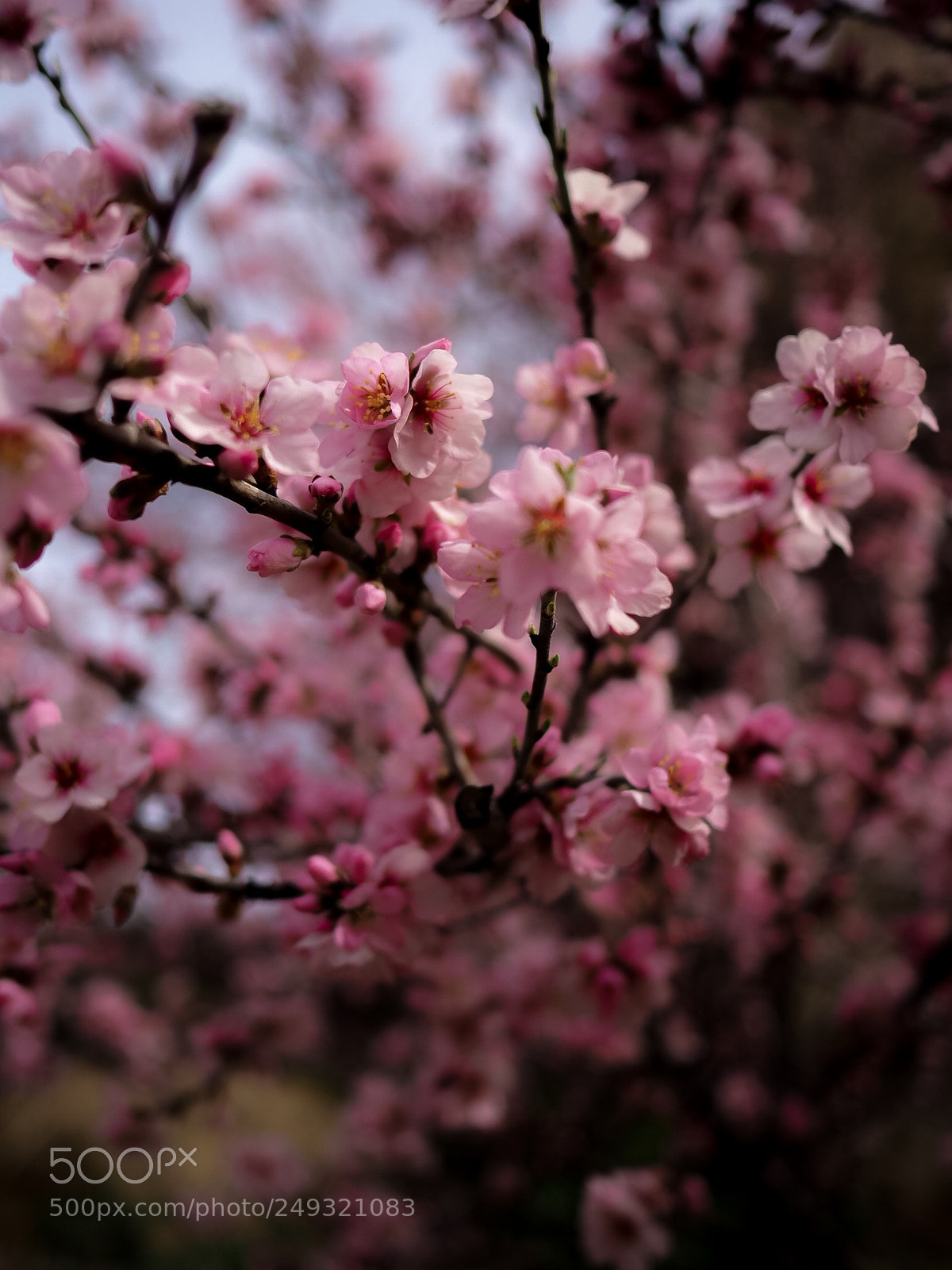 Olympus OM-D E-M10 II sample photo. And the tree blooms photography