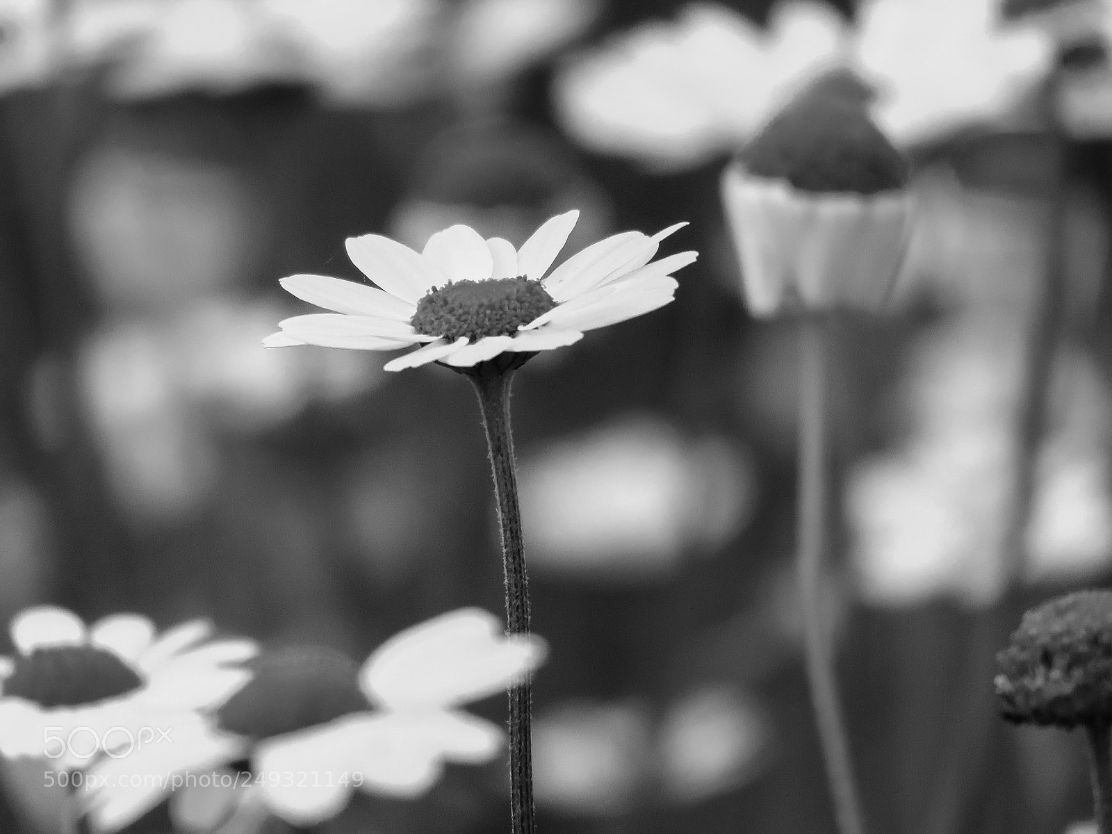 Canon PowerShot SX60 HS sample photo. Vintage photography