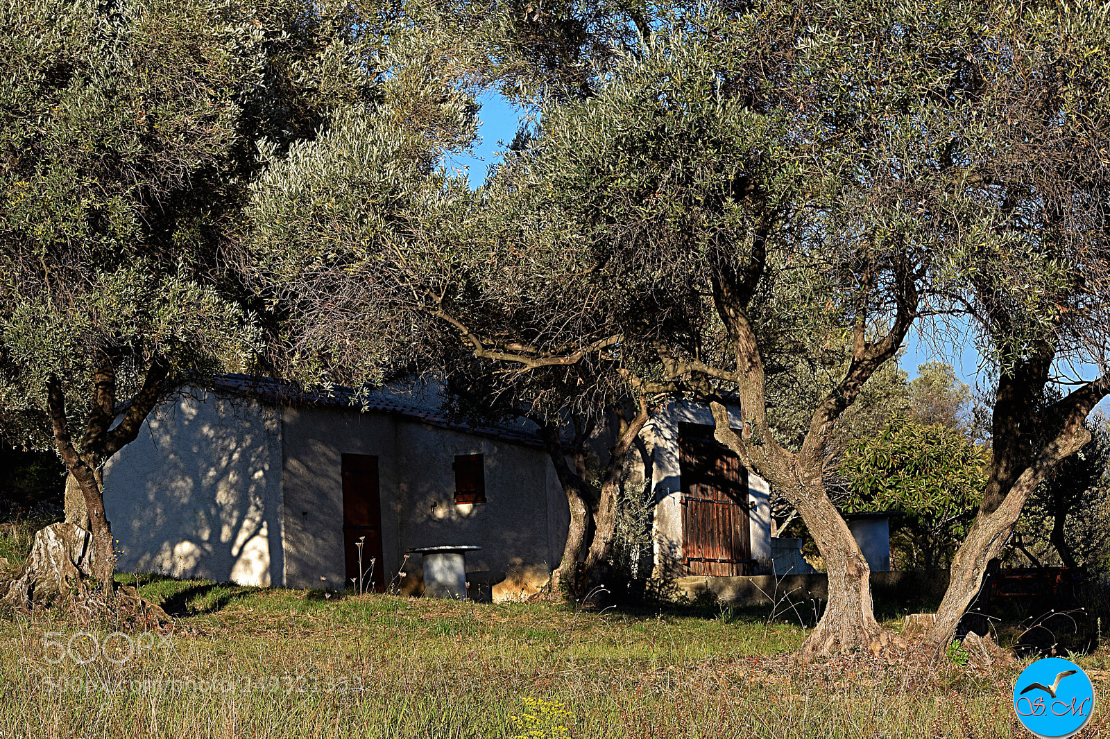 Nikon D3300 sample photo. Sous les oliviers ! photography