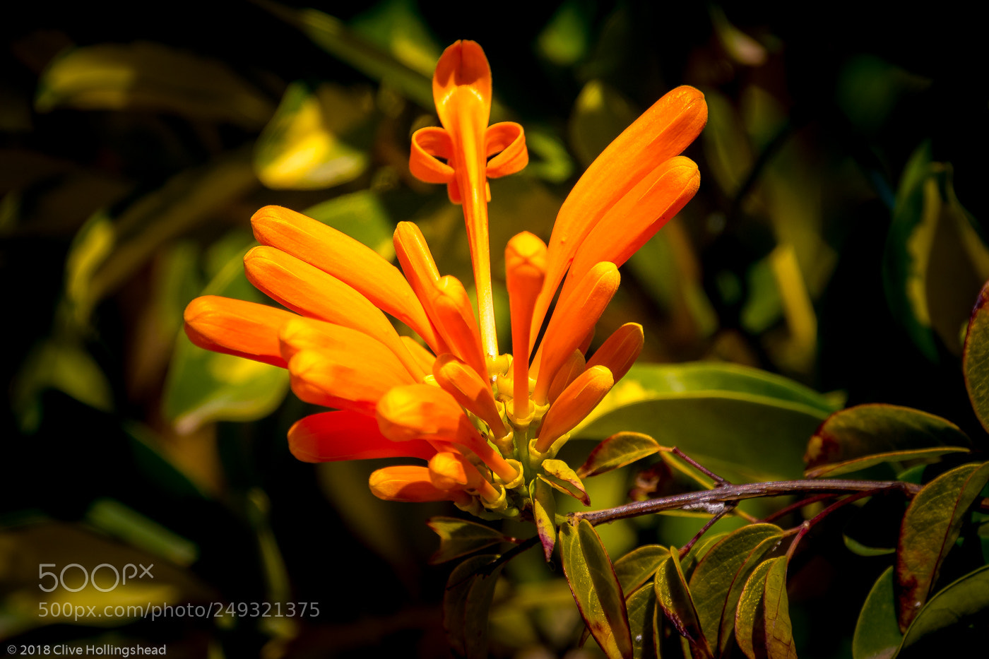 Canon EOS 7D Mark II sample photo. Orange flora photography