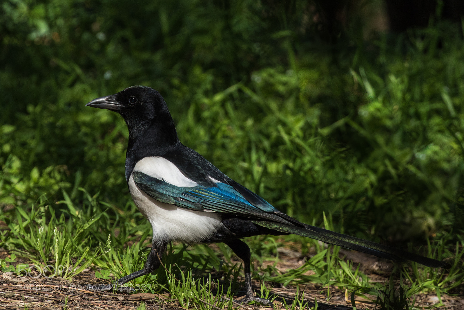 Canon EOS 7D Mark II sample photo. Walking photography