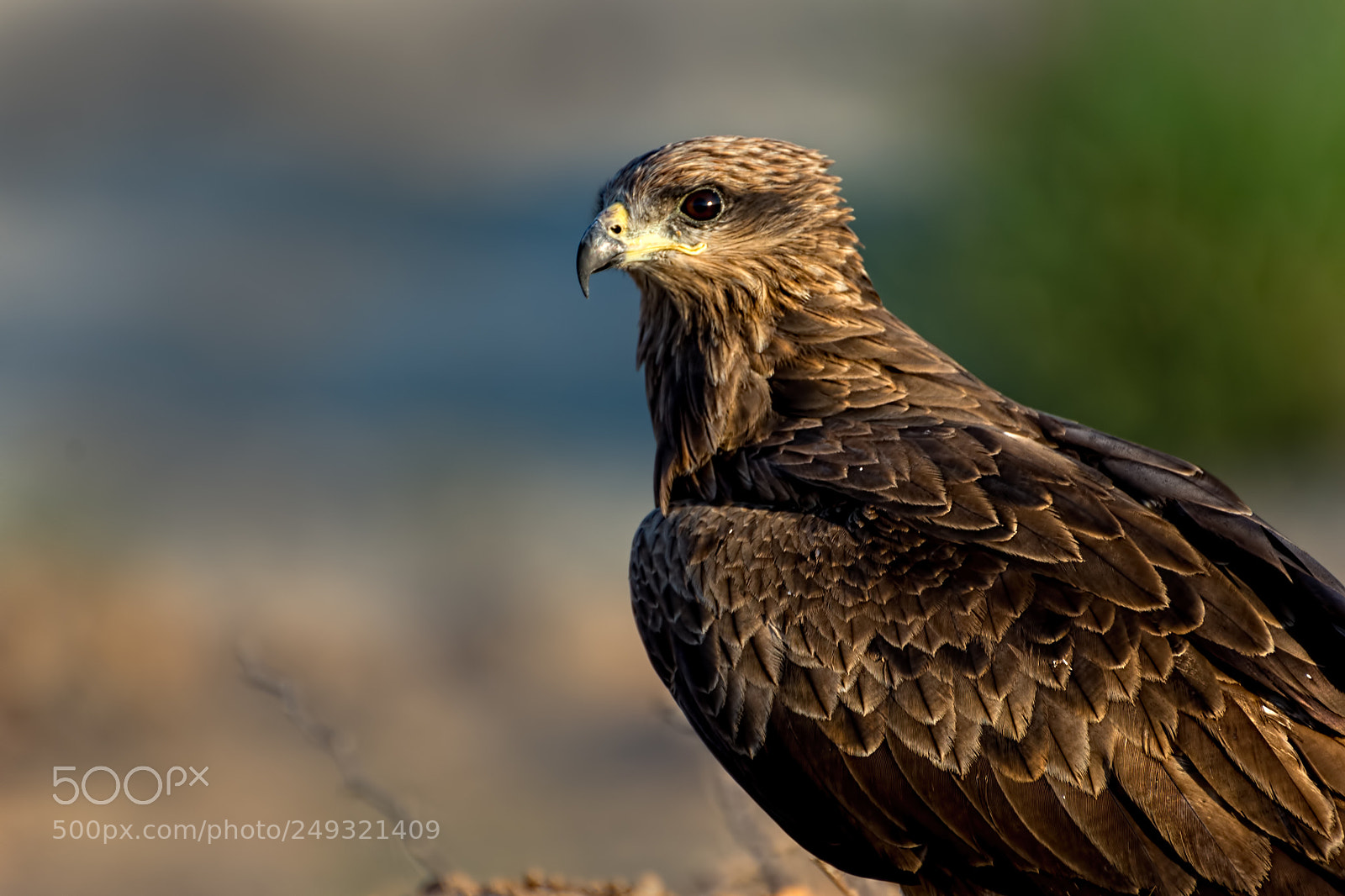 Nikon D610 sample photo. Black kite... photography