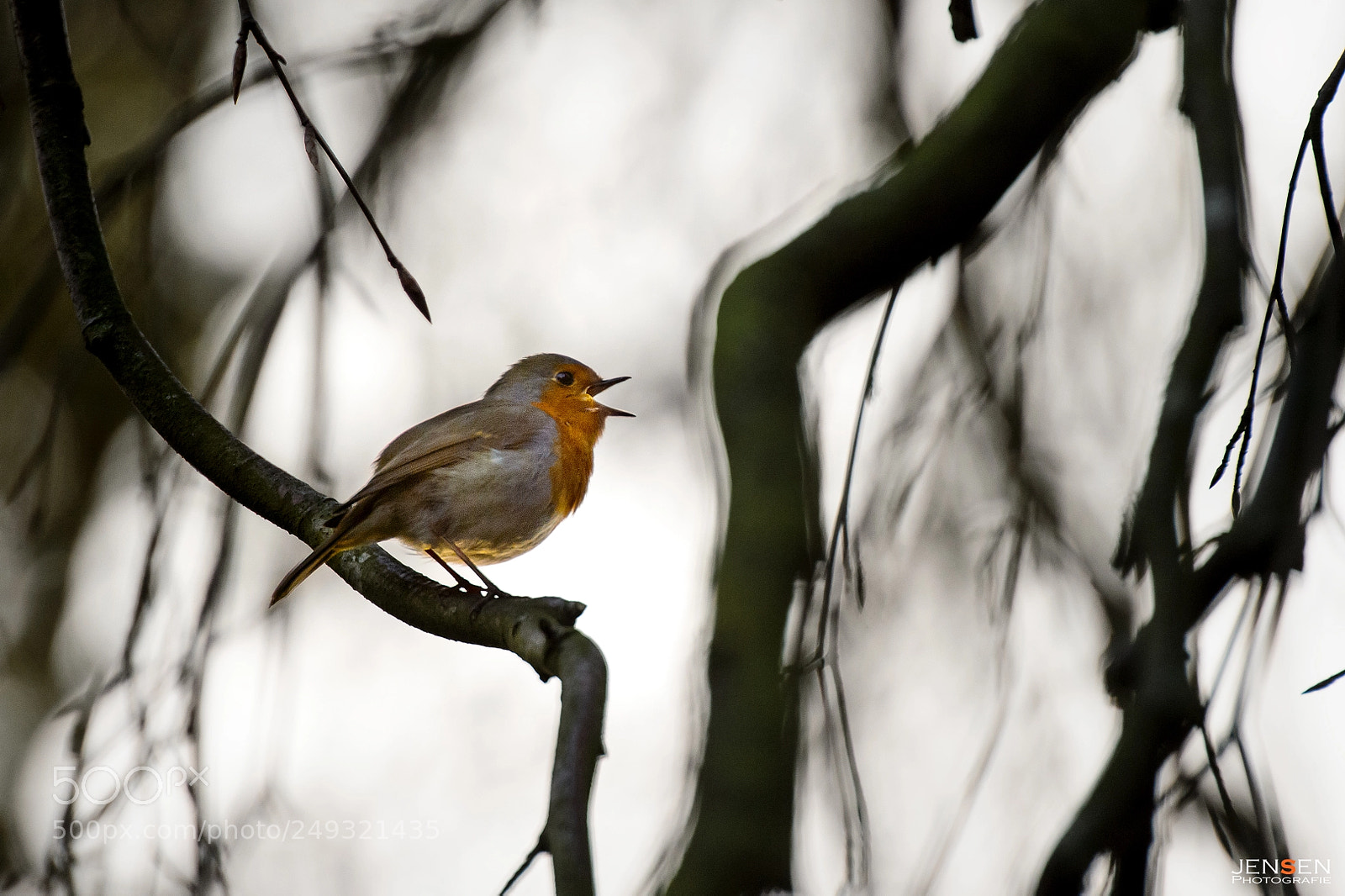 Nikon D4S sample photo. Chirping robin photography