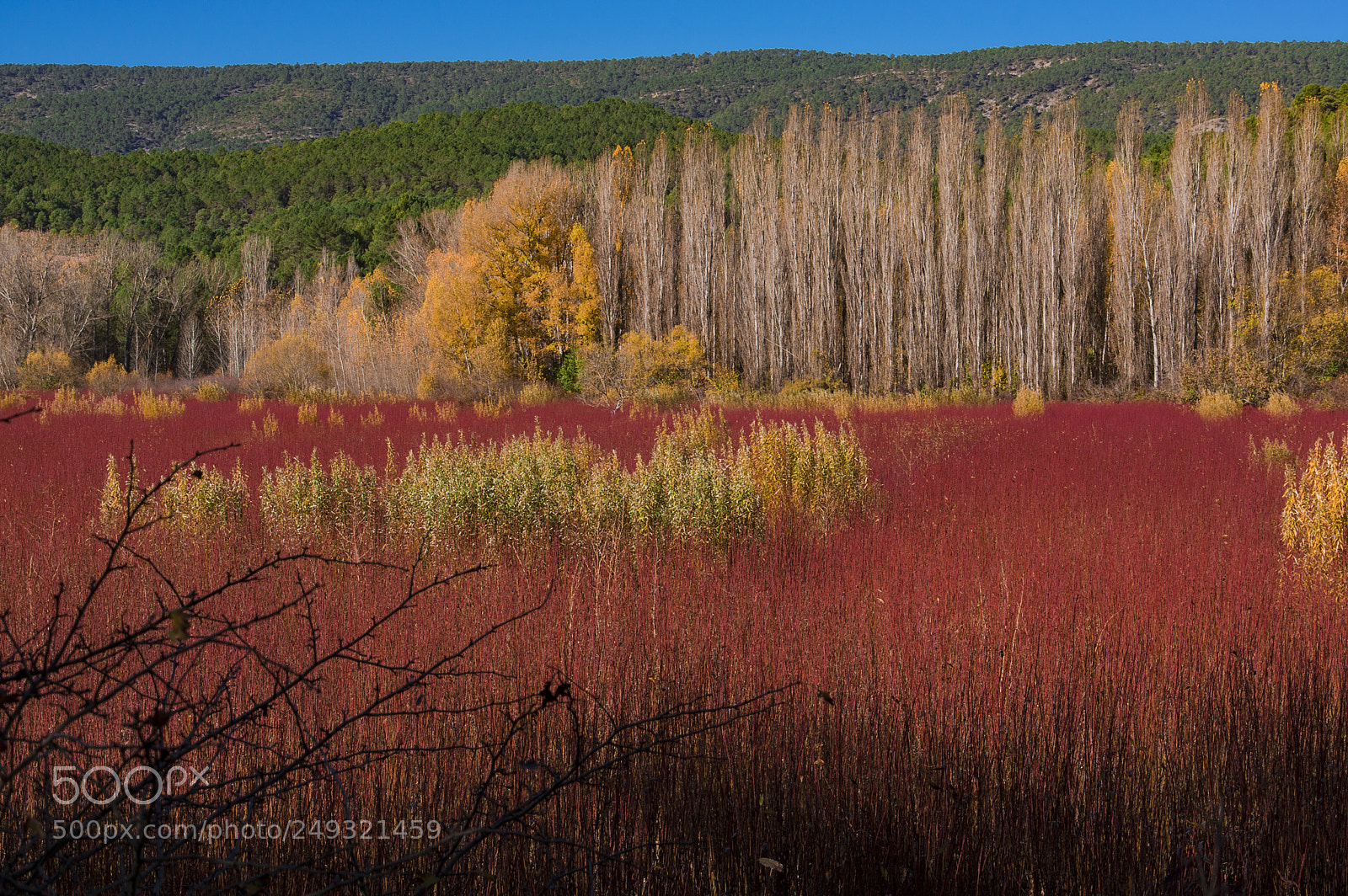 Pentax K-3 sample photo. Campo de mimbre cuenca photography
