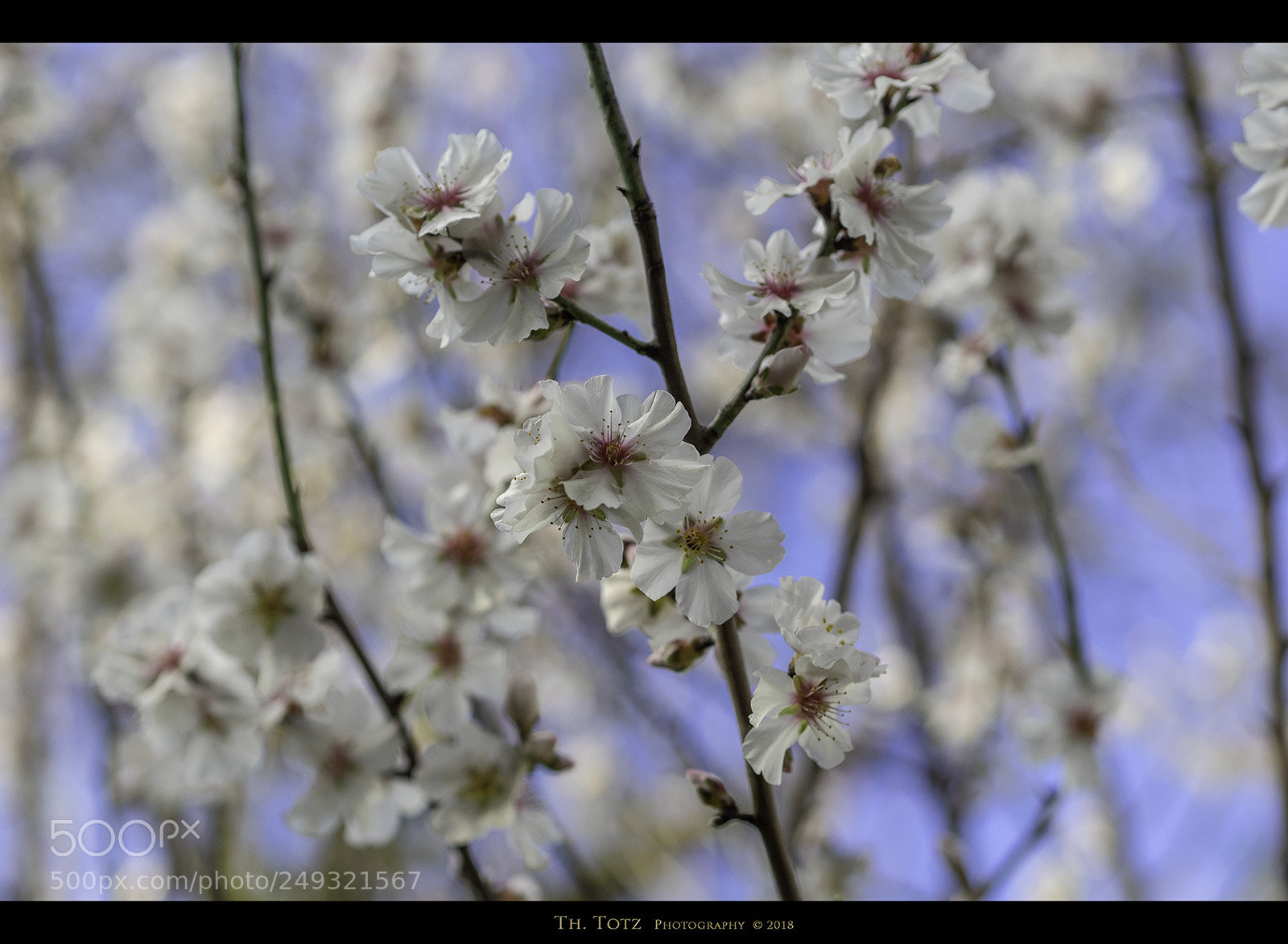 Olympus OM-D E-M1 sample photo. Spring blossoms photography