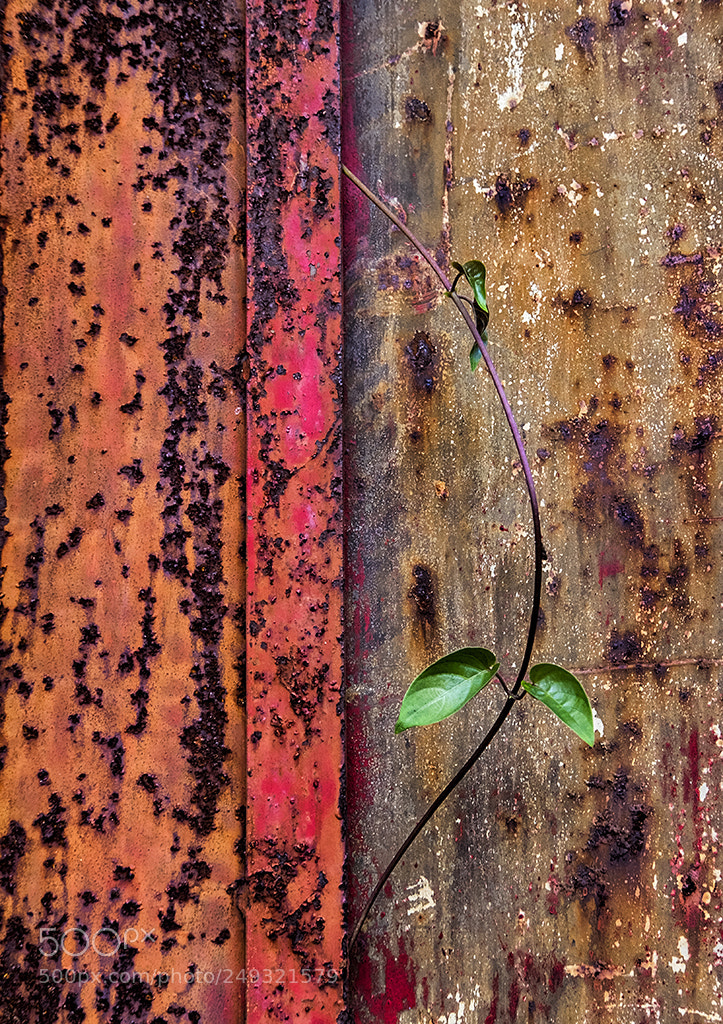 Fujifilm X-T1 sample photo. Not my place photography