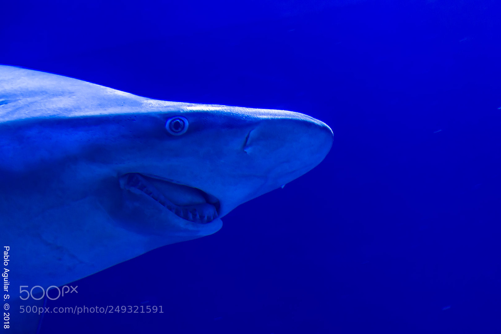 Nikon D7200 sample photo. Happy shark portrait photography