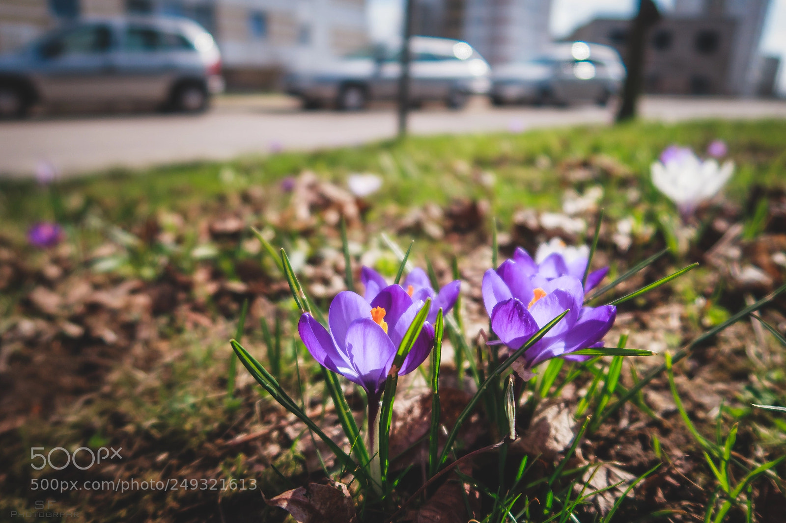 Canon PowerShot G5 X sample photo. Crocuses 73/365 (details) photography