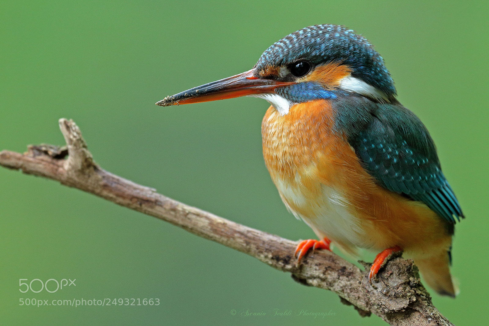 Canon EOS-1D Mark IV sample photo. Kingfisher female photography