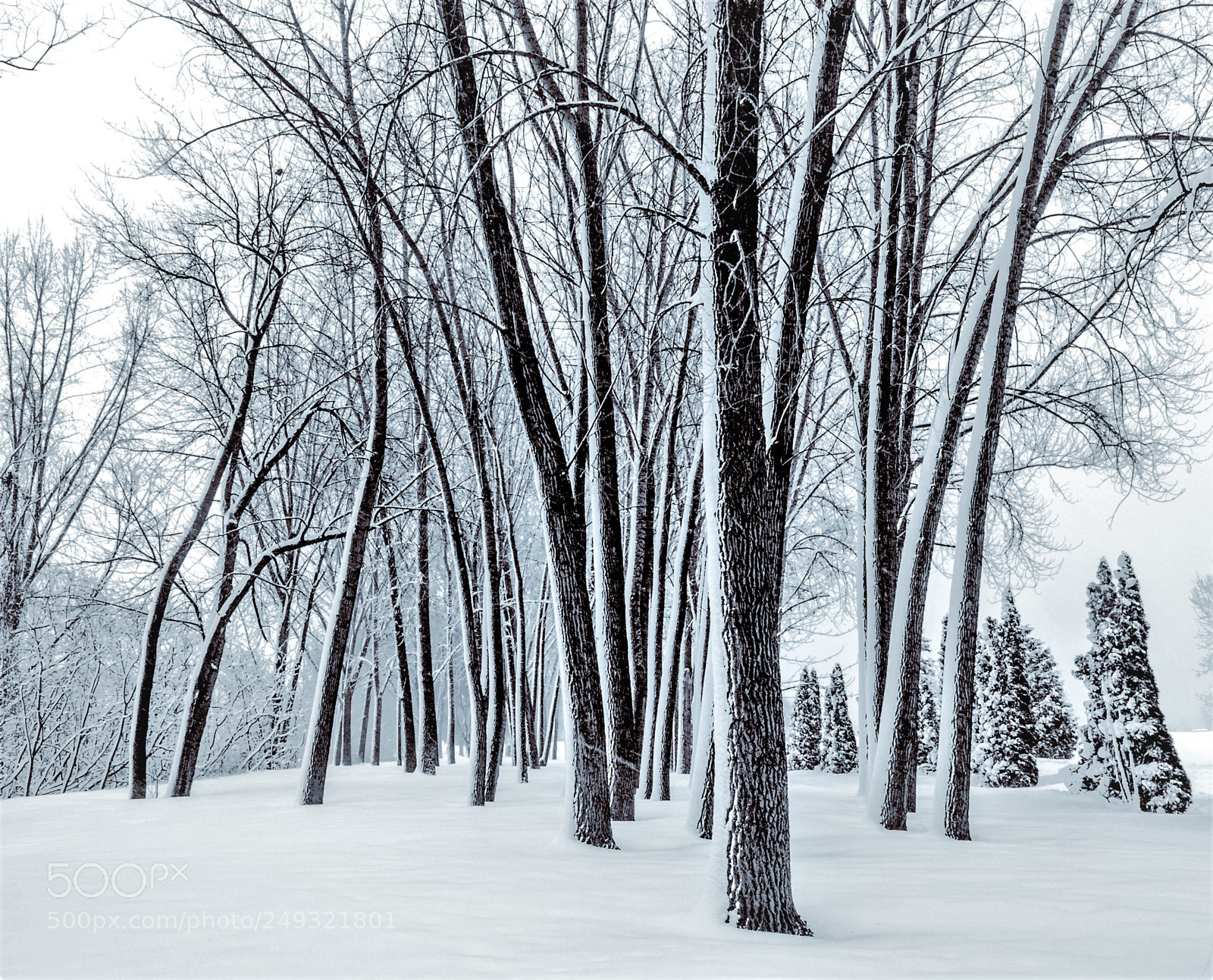 Olympus OM-D E-M5 II sample photo. Snowfall blues photography