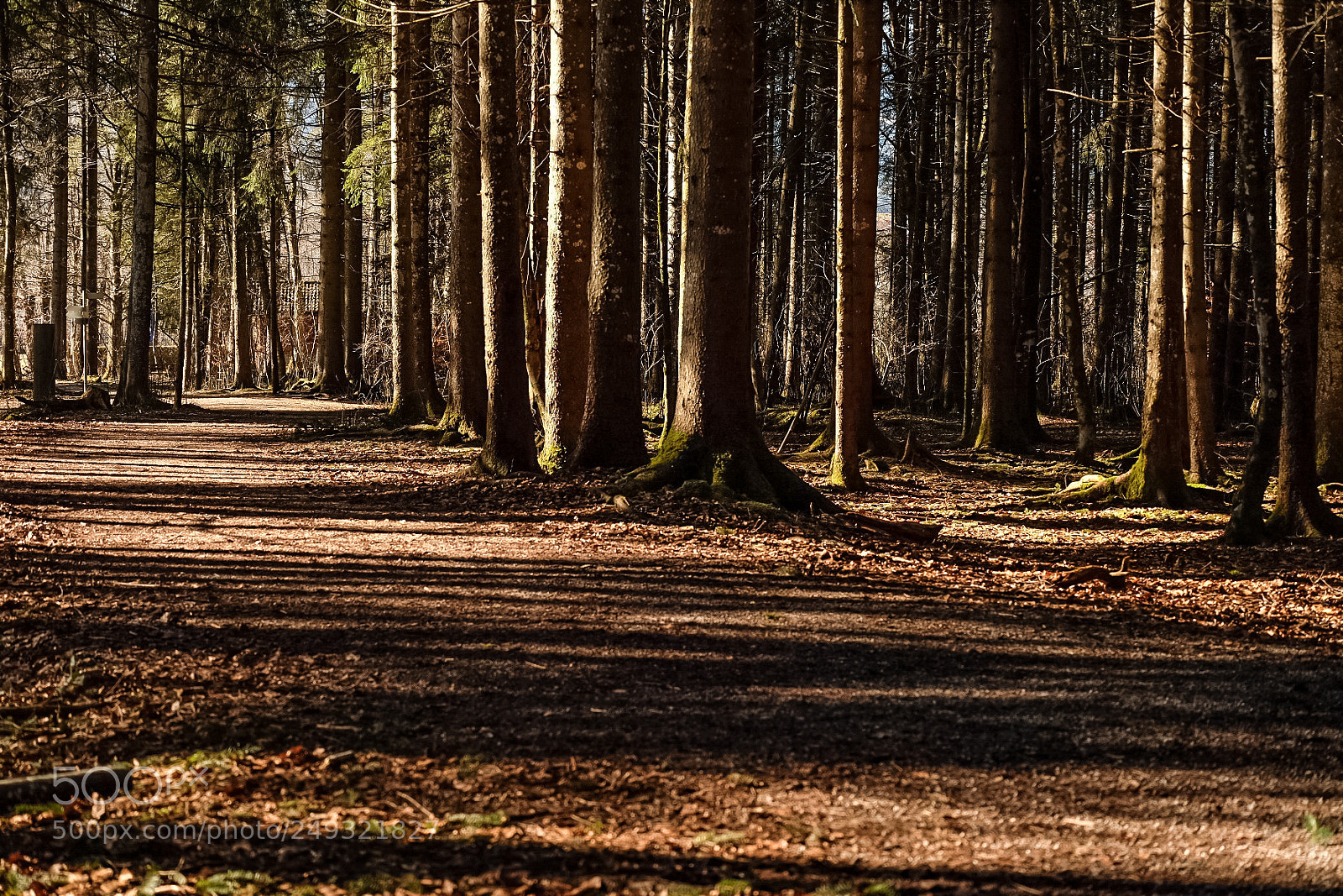 Fujifilm X-T20 sample photo. A walk in the photography